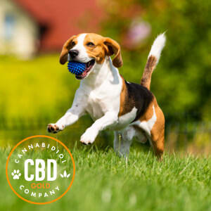 cbd voor hond