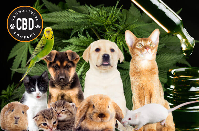 cbd olie voor huisdieren