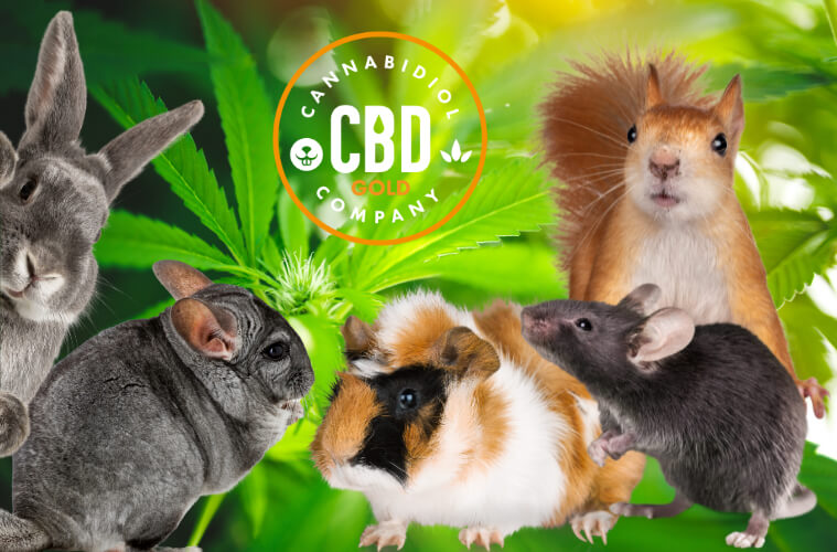 cbd olie voor knaagdieren