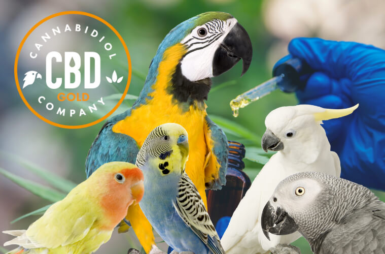 cbd olie voor vogels