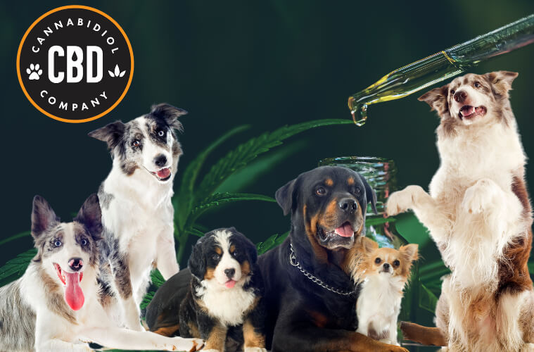 cbd voor honden