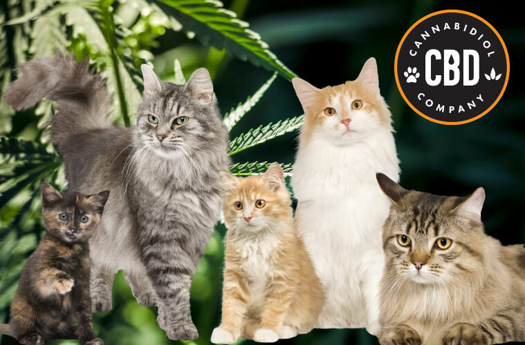 goede cbd olie voor katten