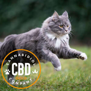 cbd voor kat