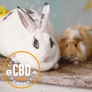 cbd olie voor knaagdieren