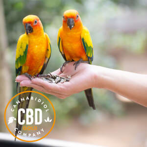 cbd voor vogels